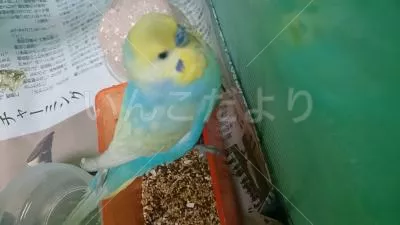 保護鳥の写真