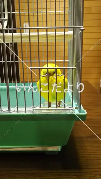 保護鳥の写真