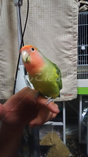 迷い鳥の写真