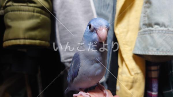 迷い鳥の写真