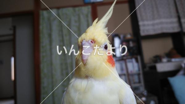 迷い鳥の写真