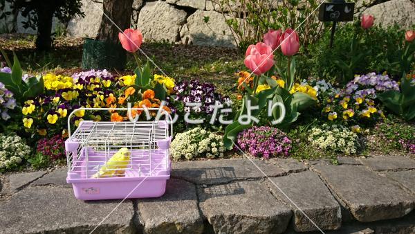 迷い鳥の写真