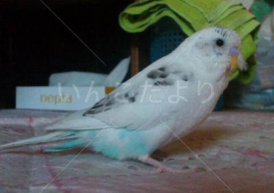 迷い鳥の写真