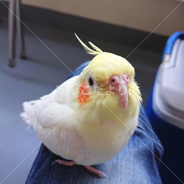 迷い鳥の写真