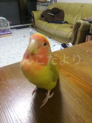 迷い鳥の写真