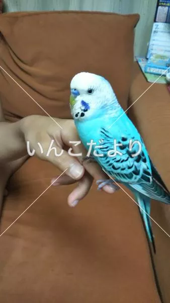 保護鳥の写真