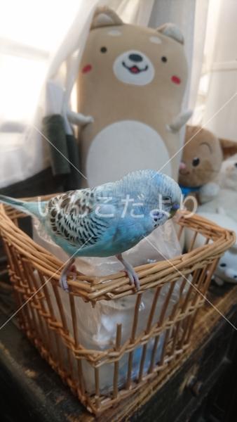 迷い鳥の写真