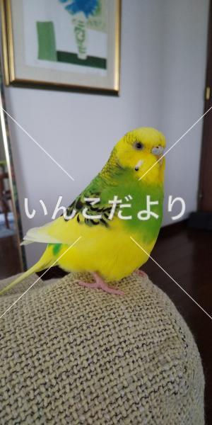 迷い鳥の写真