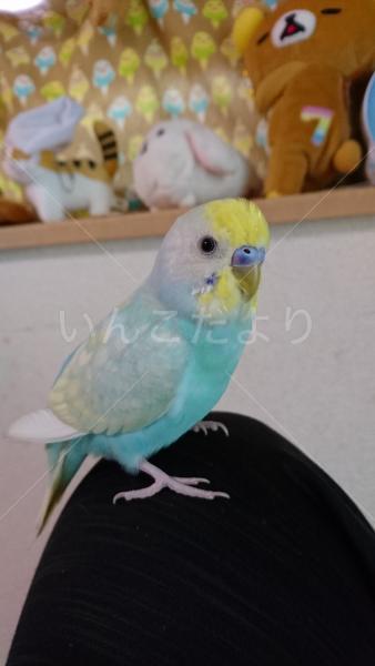 迷い鳥の写真