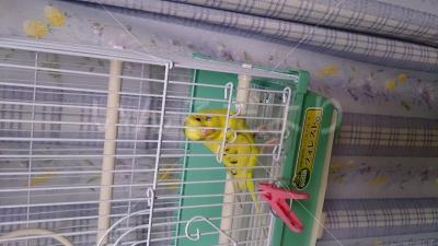 保護鳥の写真