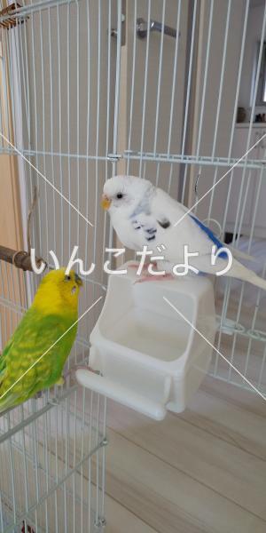 迷い鳥の写真