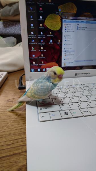 迷い鳥の写真