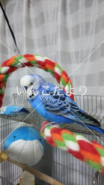 迷い鳥の写真