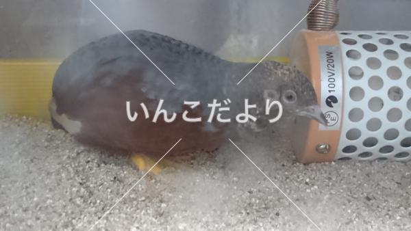 迷い鳥の写真