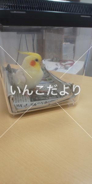 迷い鳥の写真
