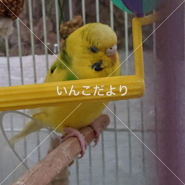 迷い鳥の写真