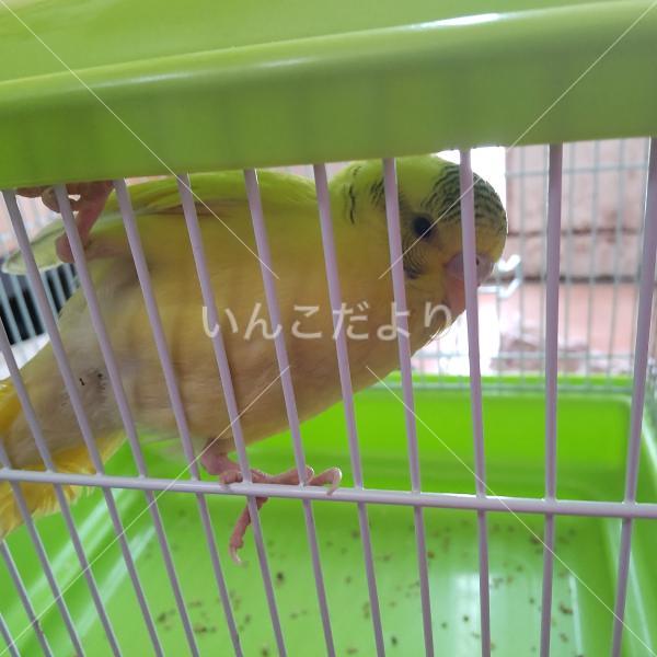 保護鳥の写真