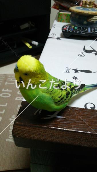 迷い鳥の写真