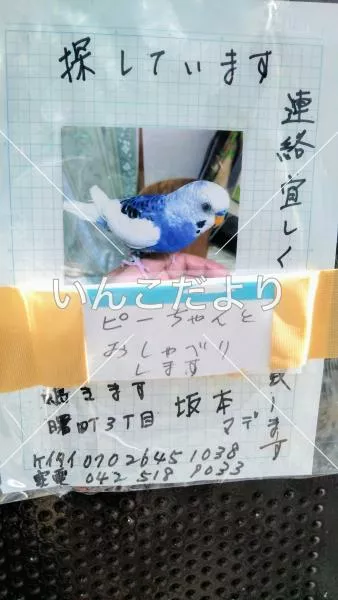 迷い鳥の写真