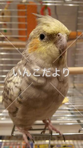 迷い鳥の写真