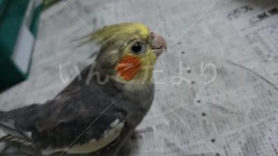 迷い鳥の写真