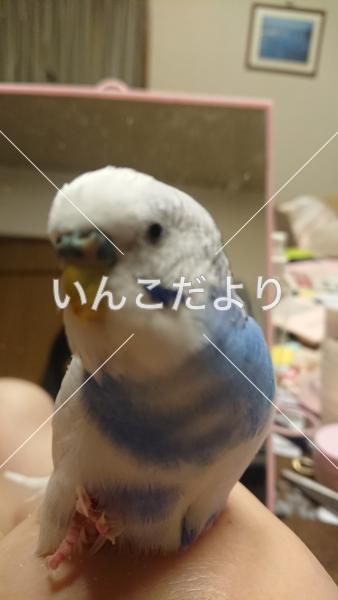 迷い鳥の写真