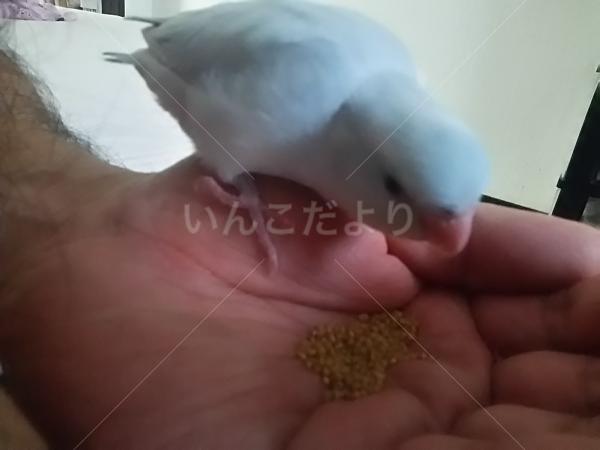 迷い鳥の写真