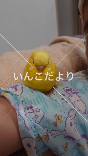 迷い鳥の写真