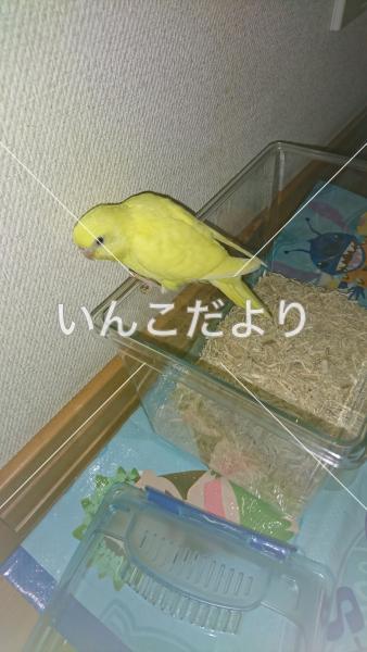 迷い鳥の写真