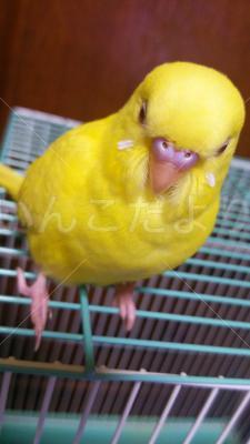 迷い鳥の写真