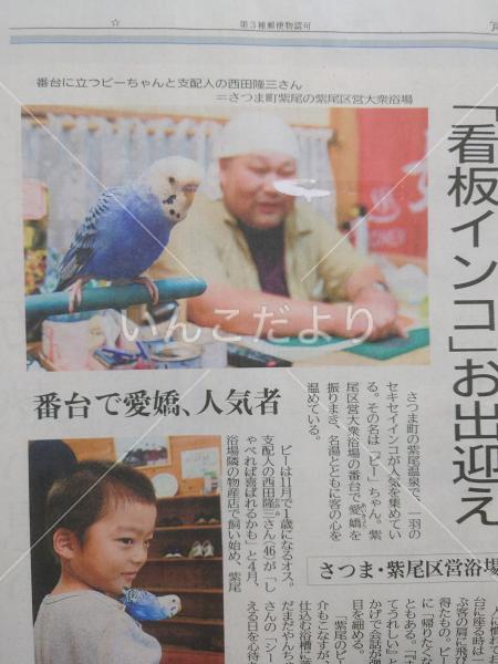迷い鳥の写真