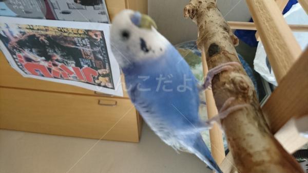 迷い鳥の写真