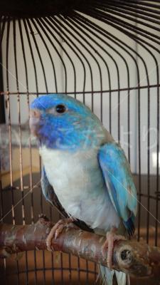 保護鳥の写真