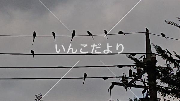 迷い鳥の写真