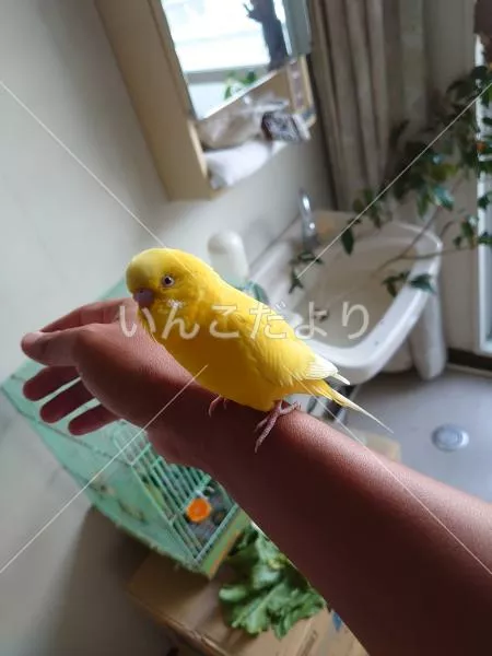 保護鳥の写真