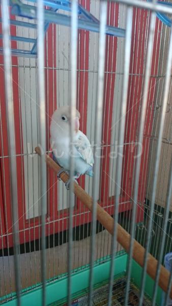 保護鳥の写真