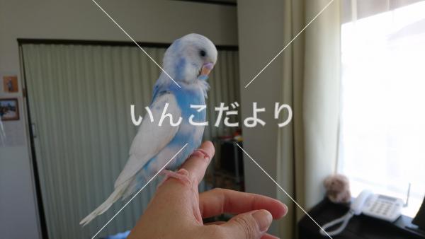 迷い鳥の写真