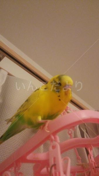 迷い鳥の写真
