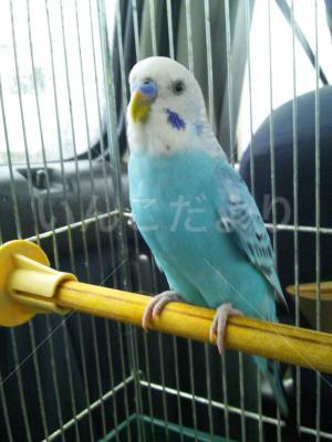 保護鳥の写真