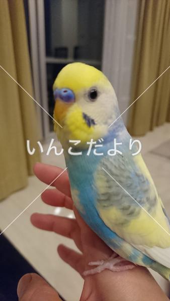 迷い鳥の写真