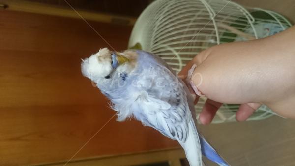 迷い鳥の写真