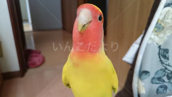 迷い鳥の写真
