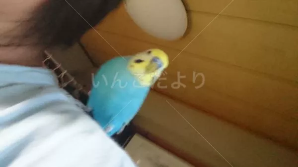 保護鳥の写真