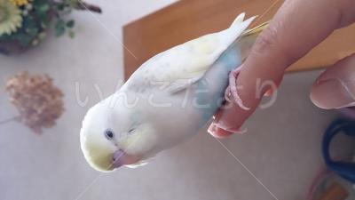 迷い鳥の写真