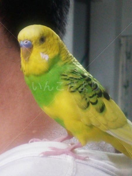 保護鳥の写真