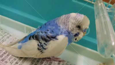 保護鳥の写真