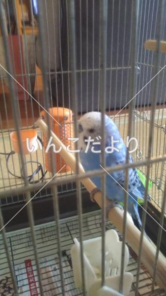 保護鳥の写真