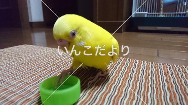 迷い鳥の写真