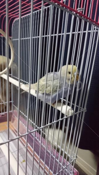 保護鳥の写真