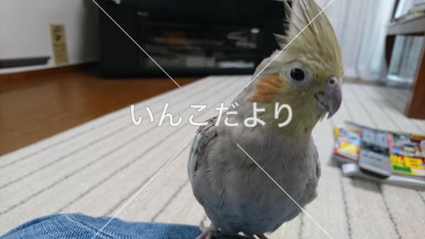 迷い鳥の写真